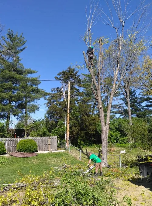 Tree trimming by Alchemy Tree